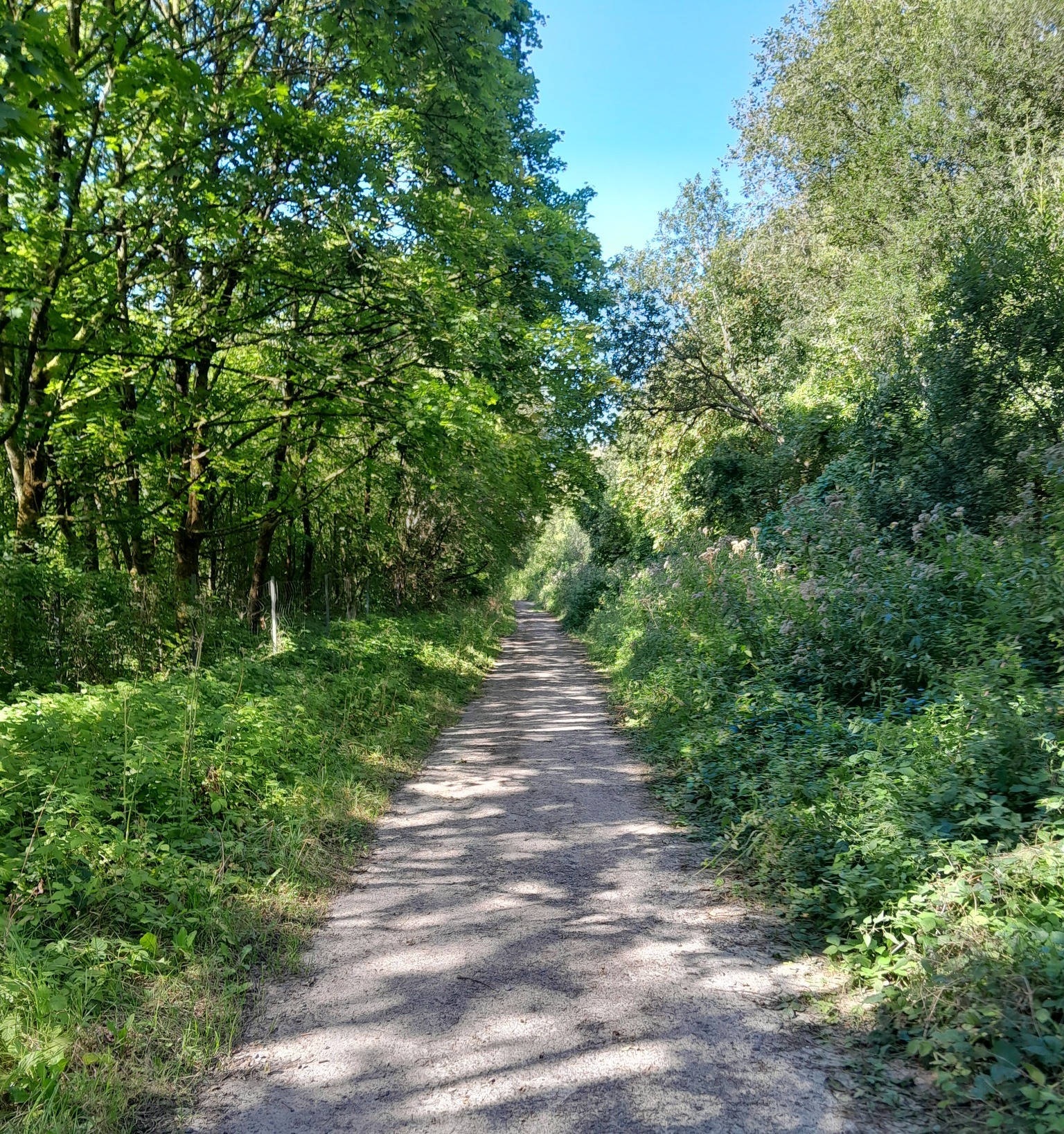 Chemin en forêt (Bois des Bruyères)